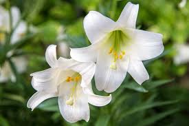 Easter Lily Download